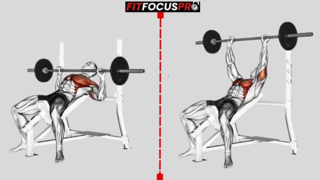 Exercice de musculation pour les pectoraux : Développé incliné avec barre. Cet exercice met l'accent sur le haut des pectoraux en utilisant une barre sur un banc incliné