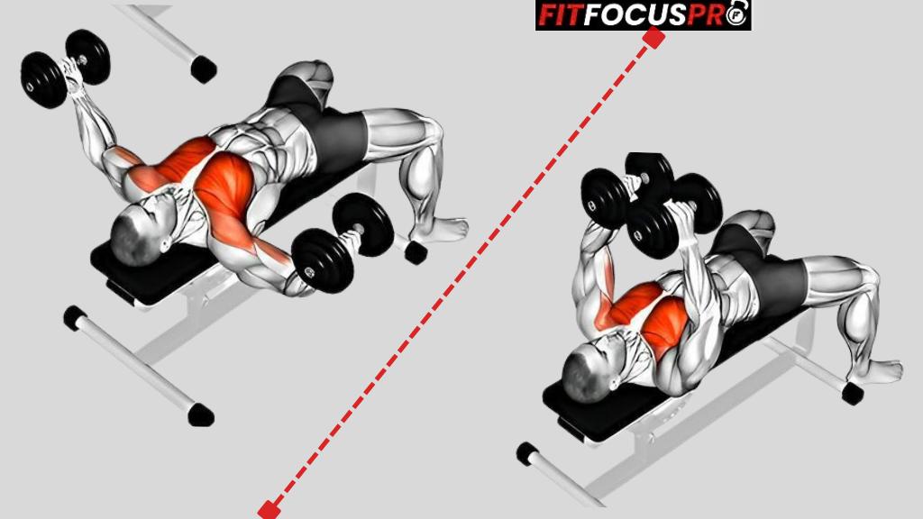 Exercice Haltère - Exercices Pectoraux