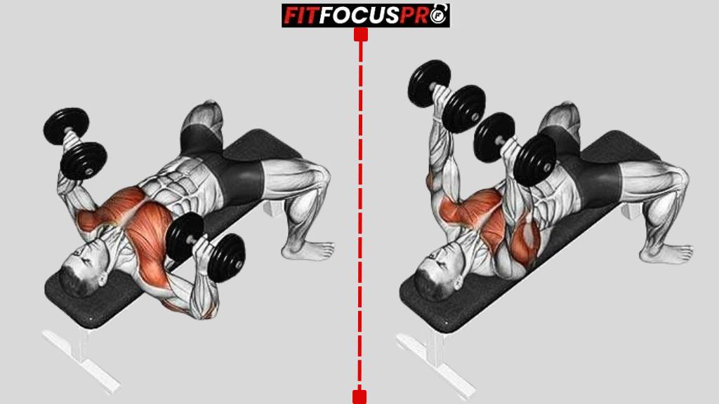 Exercice Haltère Pectoraux