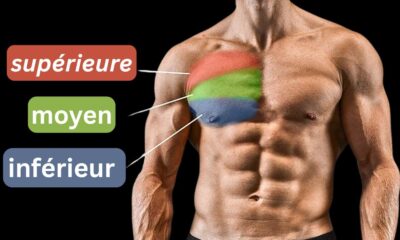 Exercices pour les pectoraux - Renforcement et musculation des muscles de la poitrine