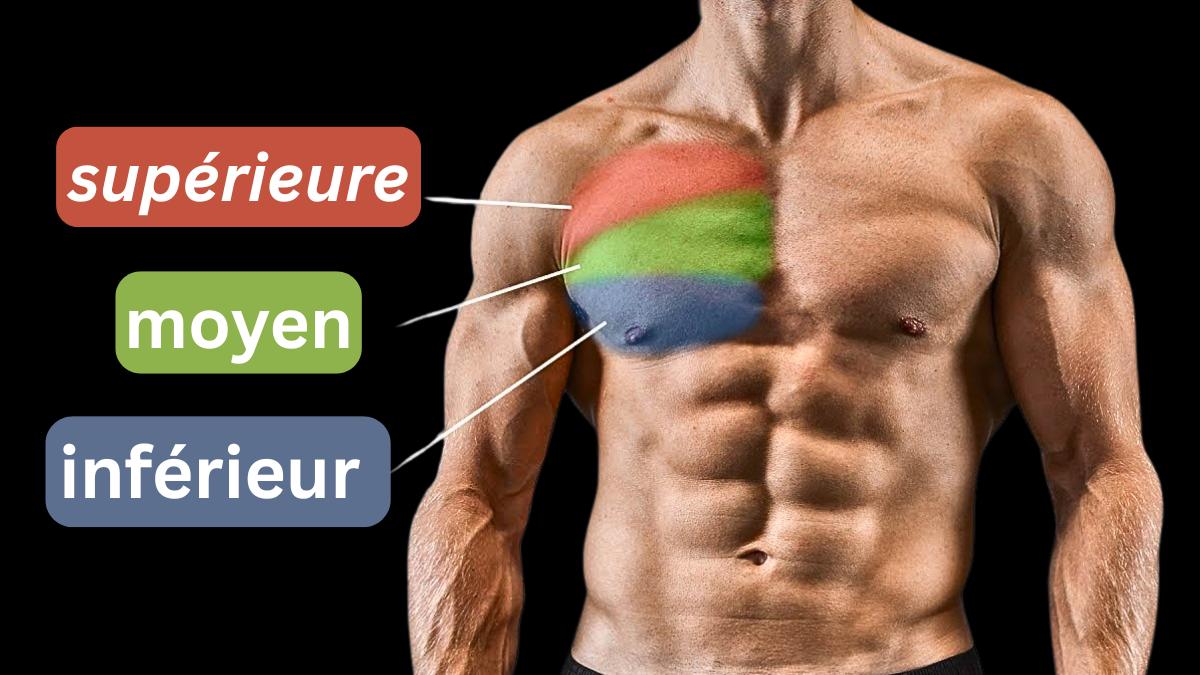 Exercices pour les pectoraux - Renforcement et musculation des muscles de la poitrine
