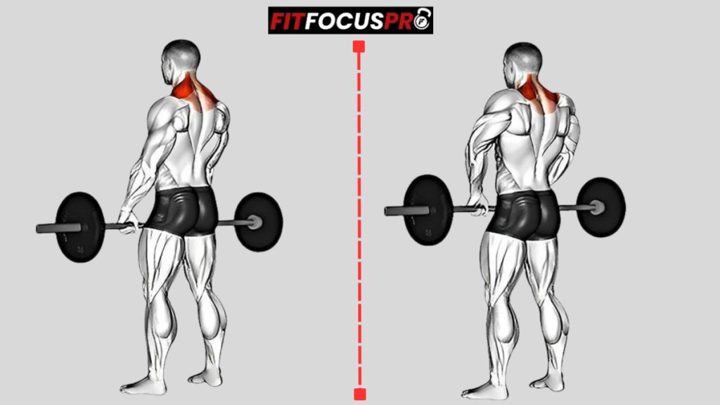 Exercices trapèze avec barre : Utilisez une barre de musculation pour des séances intenses et ciblées sur les trapèzes.